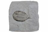 Dalmanites Trilobite Fossil - New York #357131-1